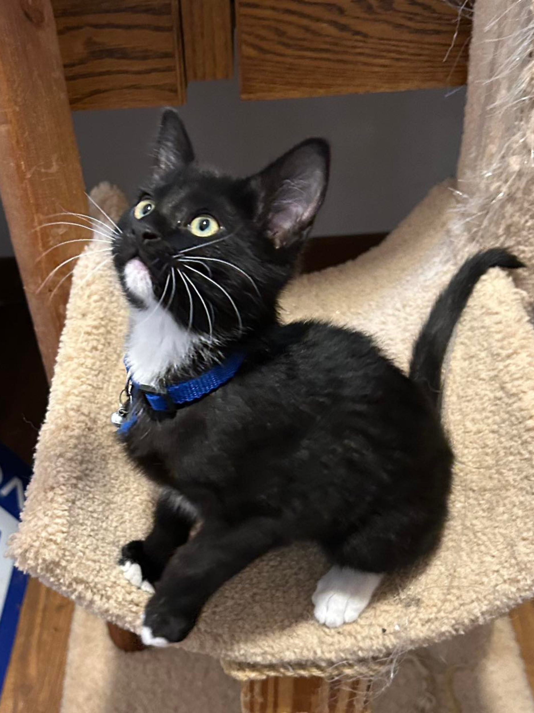Small kitten standing on cat house Small kitten looking upward while standing on cat house.